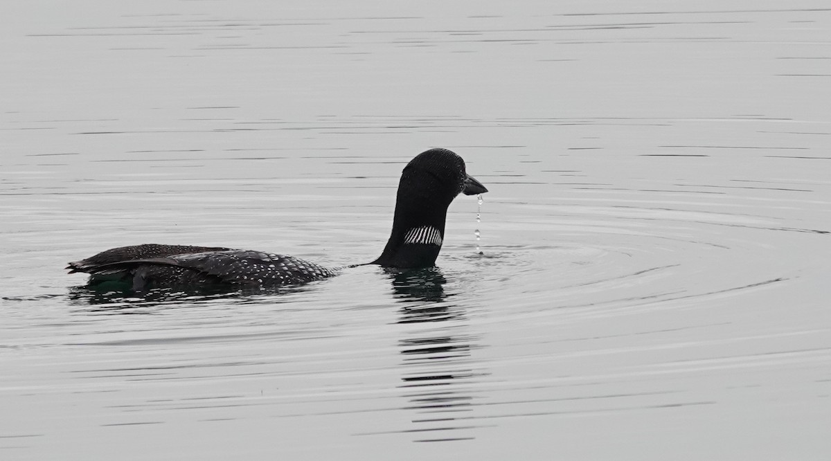 Common Loon - ML622590561