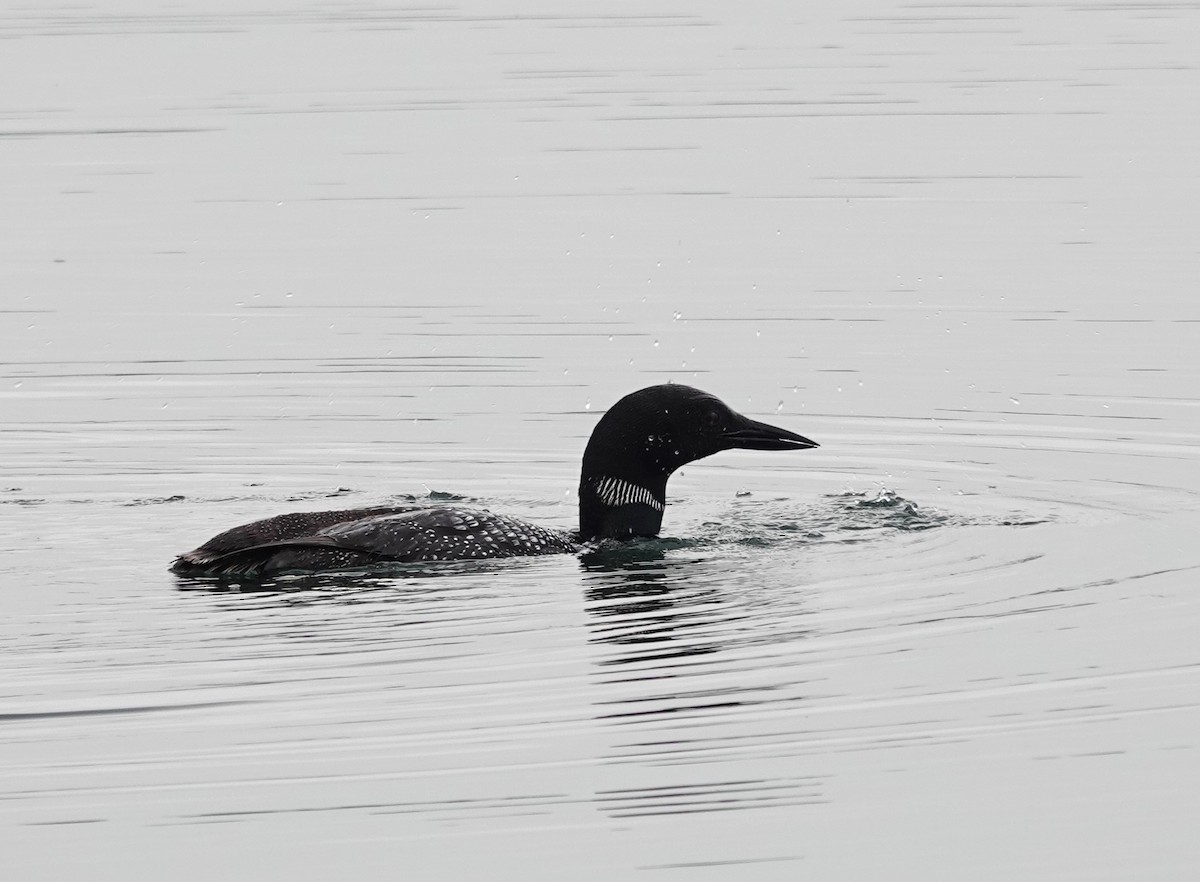 Common Loon - ML622590569