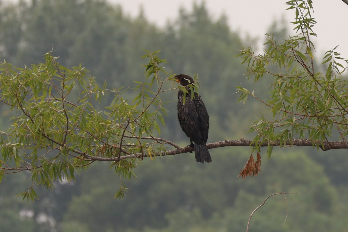 Double-crested Cormorant - ML622590570