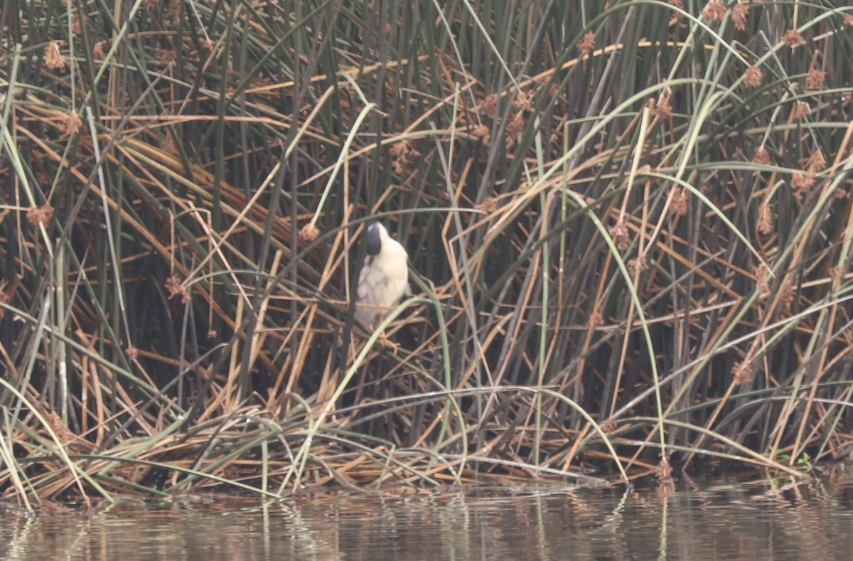 Black-crowned Night Heron - ML622590573