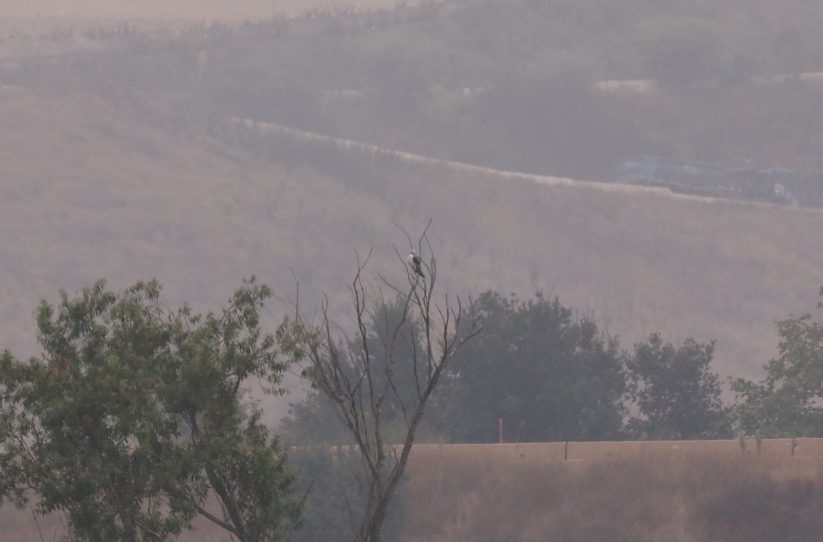 White-tailed Kite - ML622590608