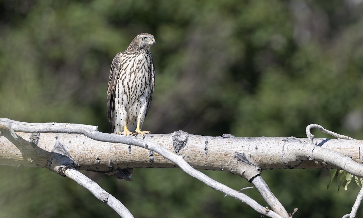 American Goshawk - ML622590612