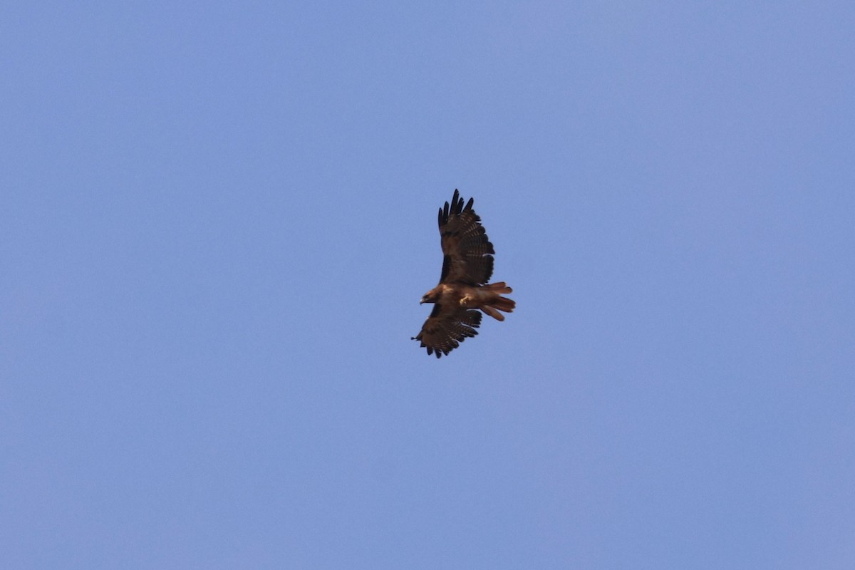 Red-tailed Hawk - ML622590614