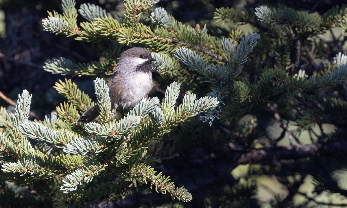 Boreal Chickadee - ML622590625