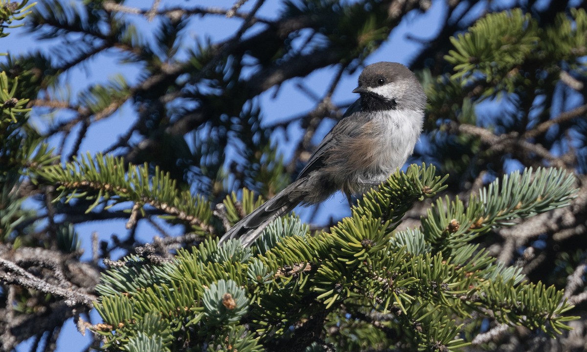 Boreal Chickadee - ML622590627