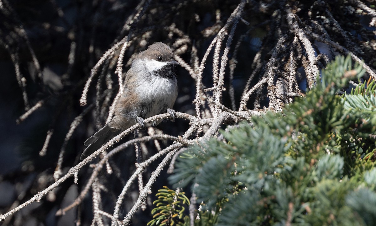 Boreal Chickadee - Zak Pohlen