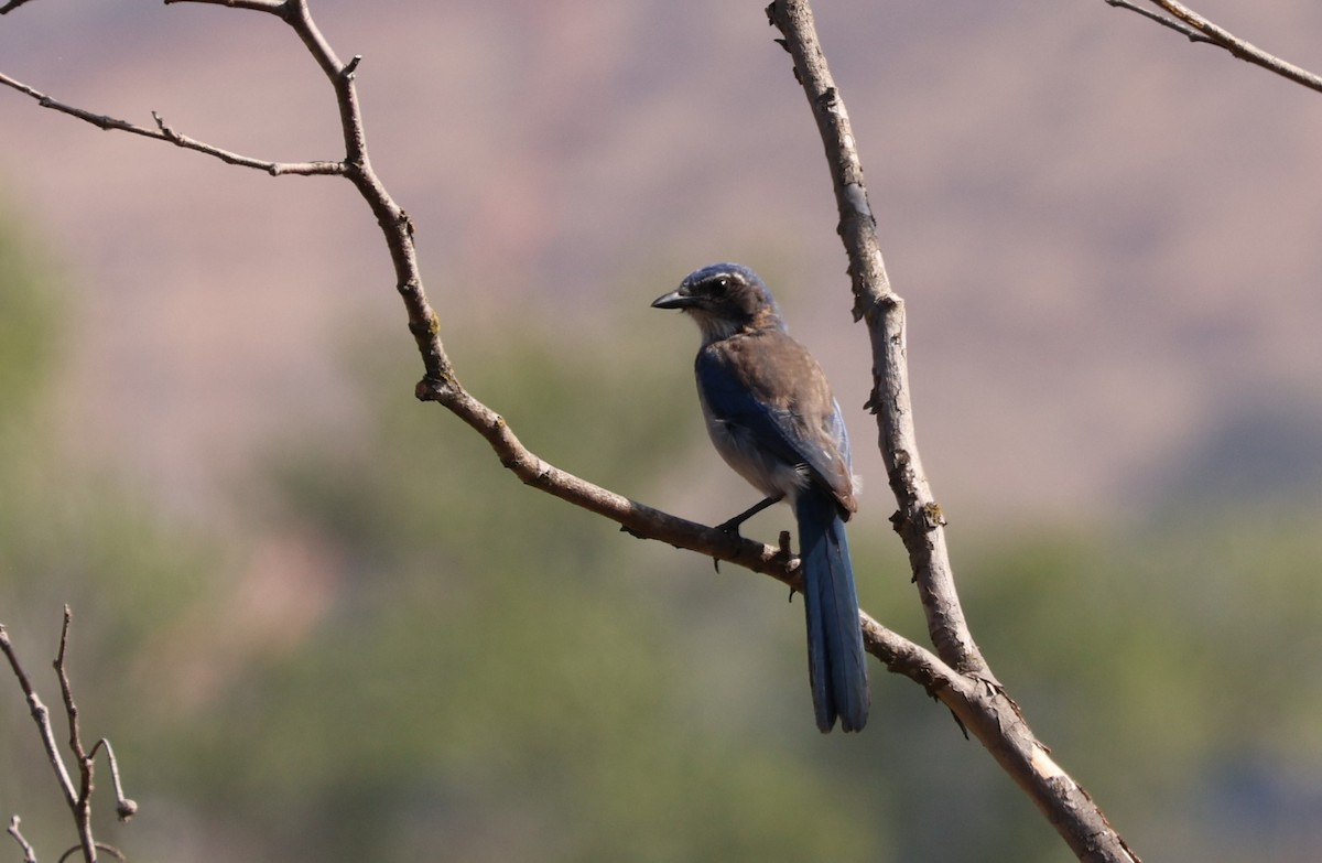 California Scrub-Jay - ML622590635