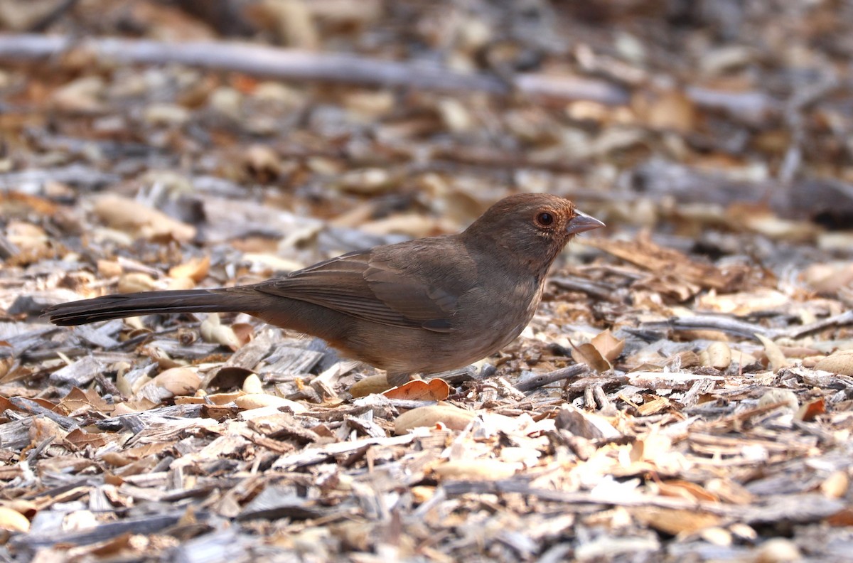 California Towhee - ML622590646