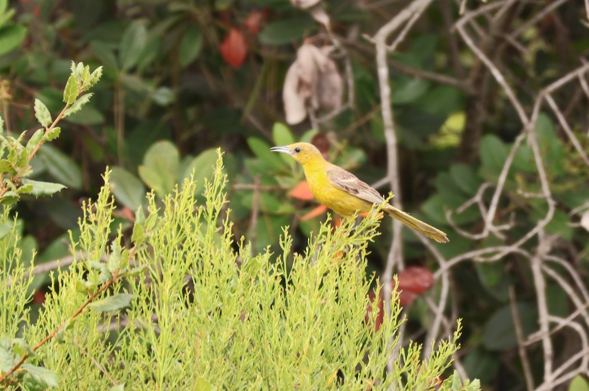 Hooded Oriole - ML622590648