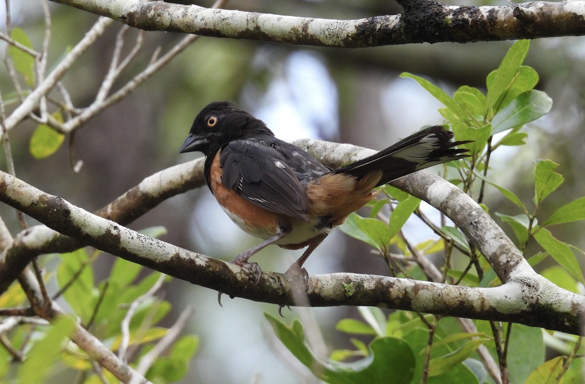 Eastern Towhee - ML622590649