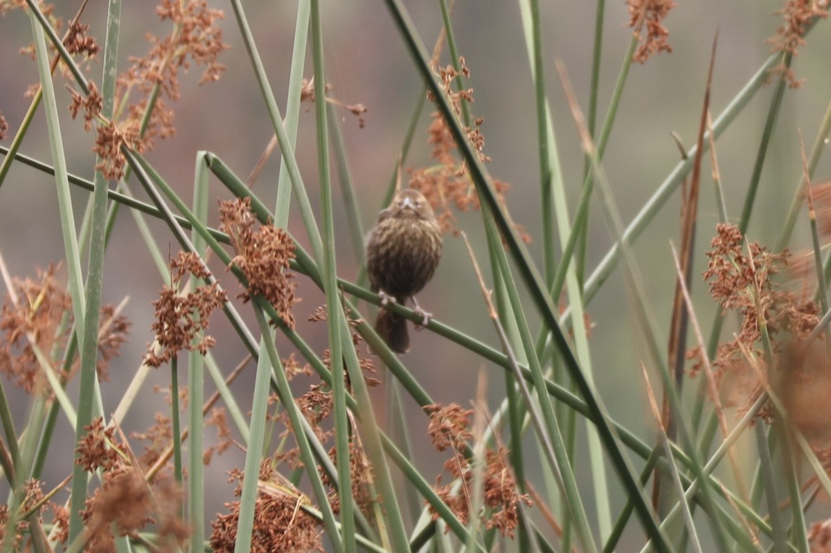 Red-winged Blackbird - ML622590655