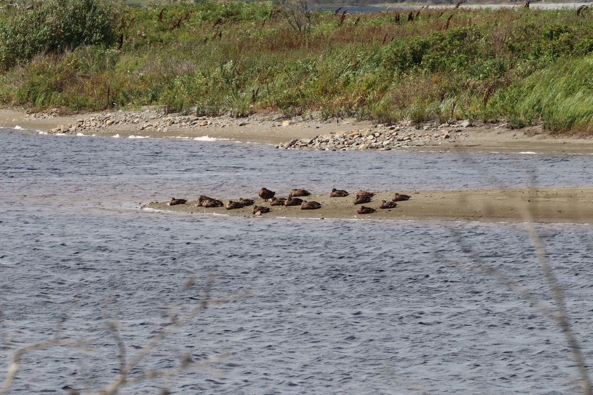 American Black Duck - ML622590656