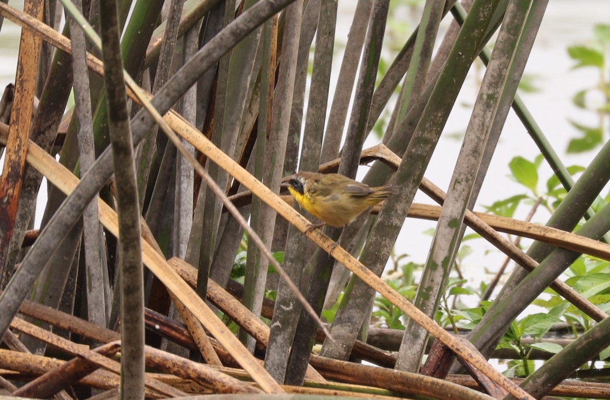 Common Yellowthroat - ML622590660