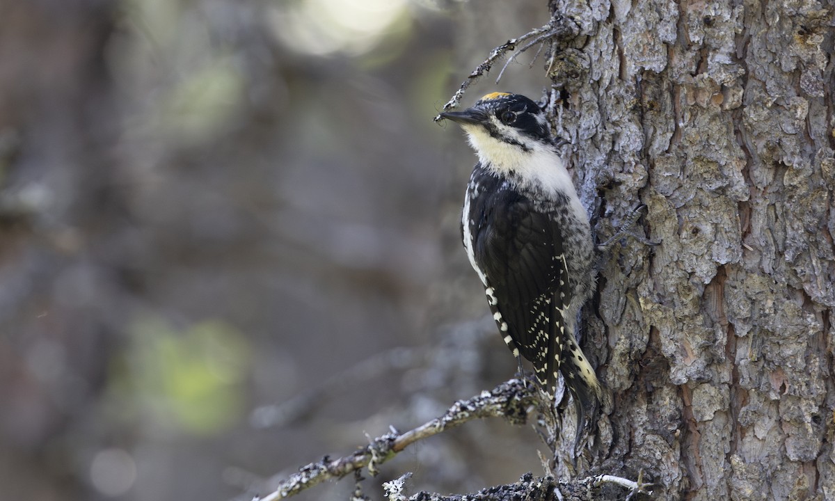 American Three-toed Woodpecker - ML622590664