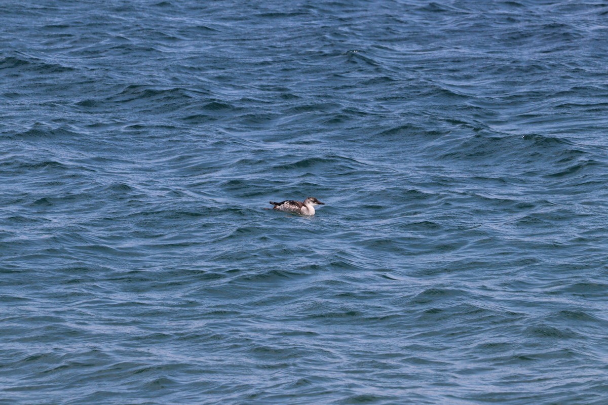 Black Guillemot - ML622590667