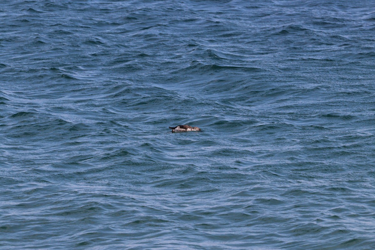 Black Guillemot - ML622590668