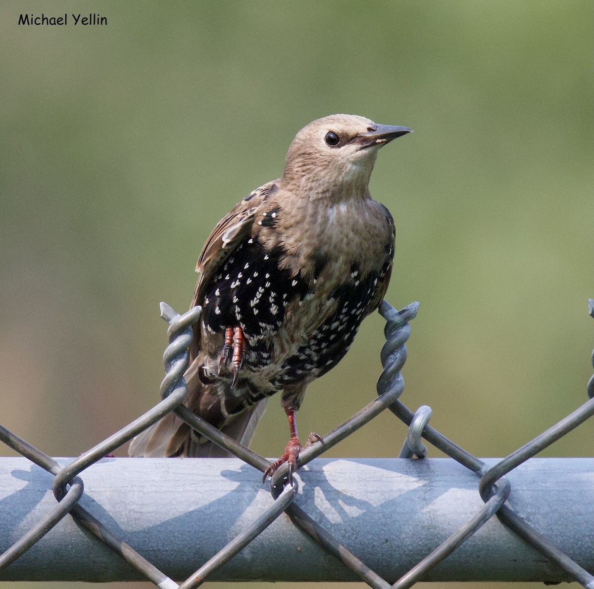 Arabazozo pikarta - ML622590672