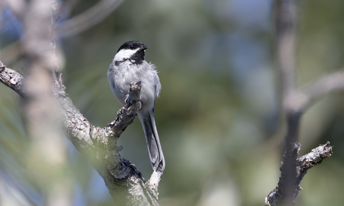 Black-capped Chickadee - ML622590675