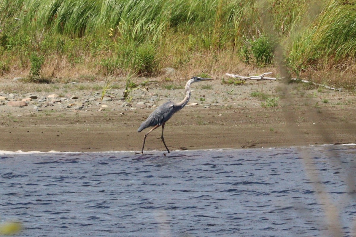 Great Blue Heron - ML622590689