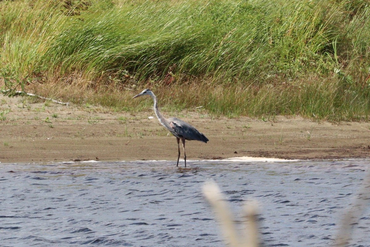 Great Blue Heron - ML622590690