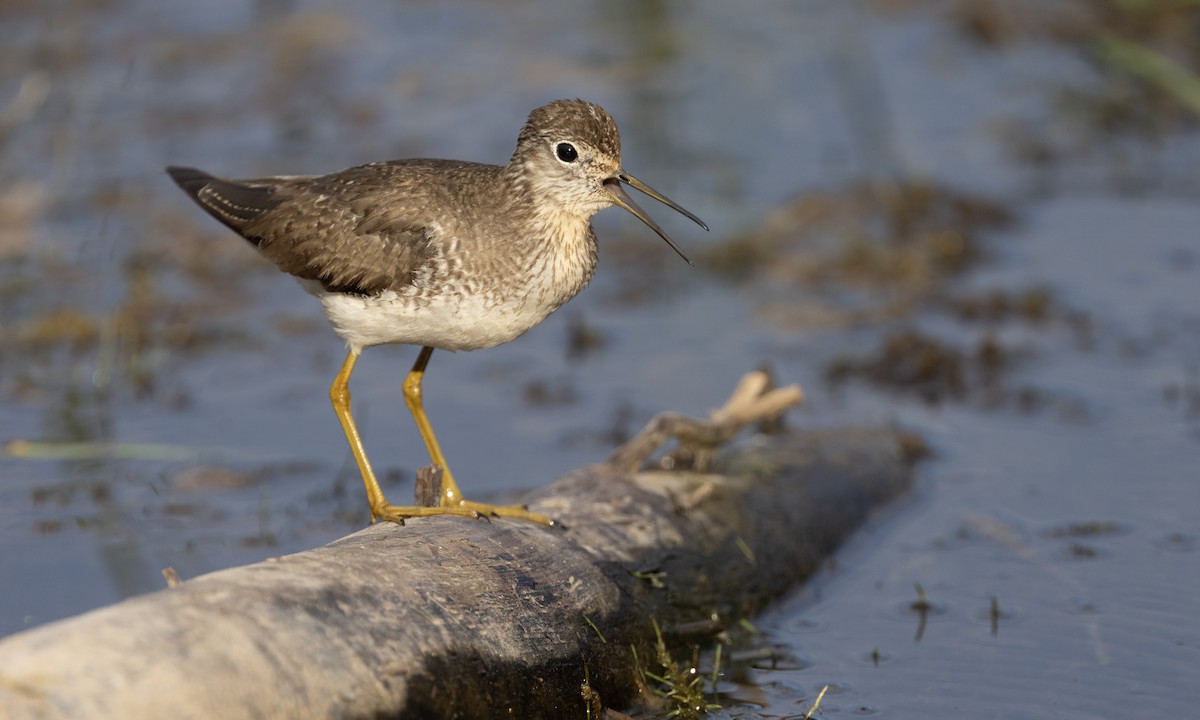 Solitary Sandpiper - Zak Pohlen