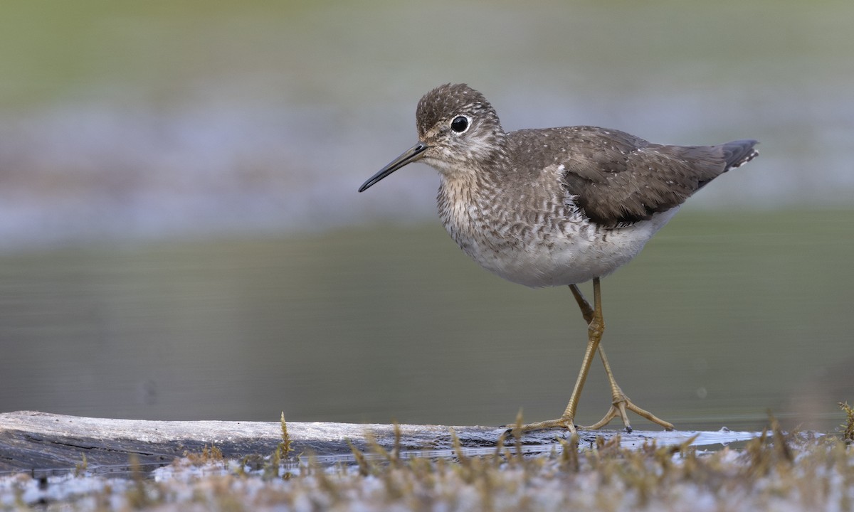 Solitary Sandpiper - ML622590694