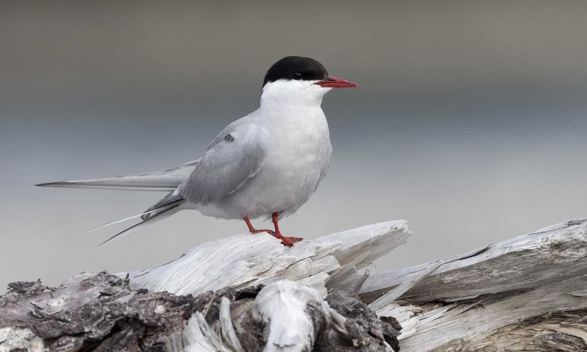 Arctic Tern - Zak Pohlen