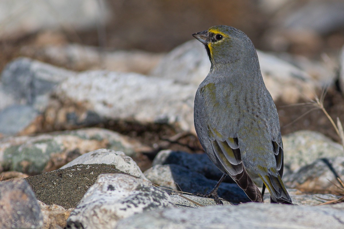 Yellow-bridled Finch (Yellow-tailed) - ML622590742