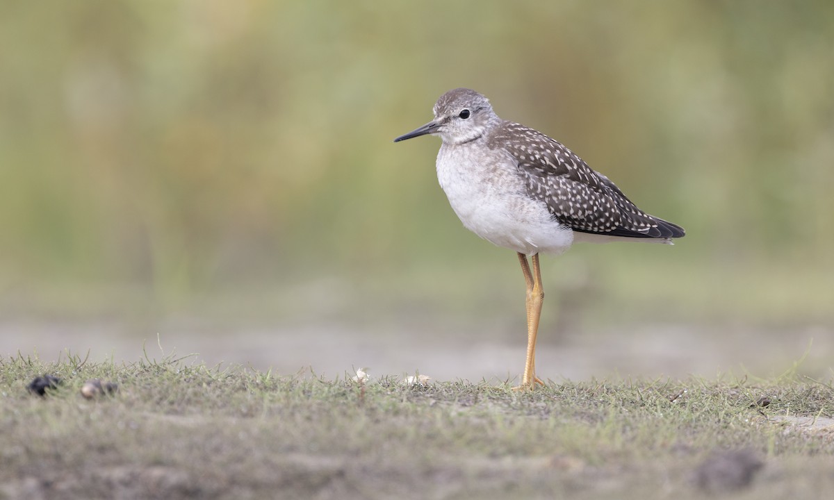 Lesser Yellowlegs - ML622590744