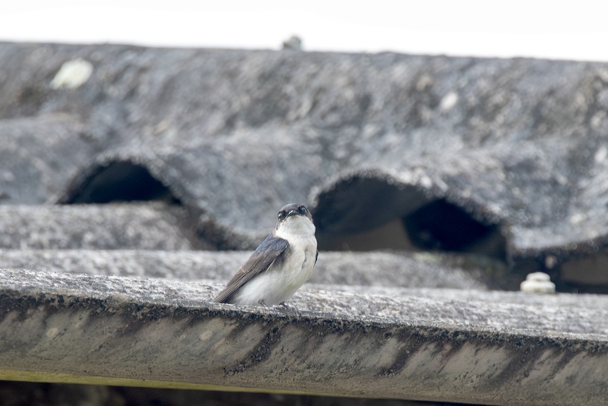 Blue-and-white Swallow - ML622590749