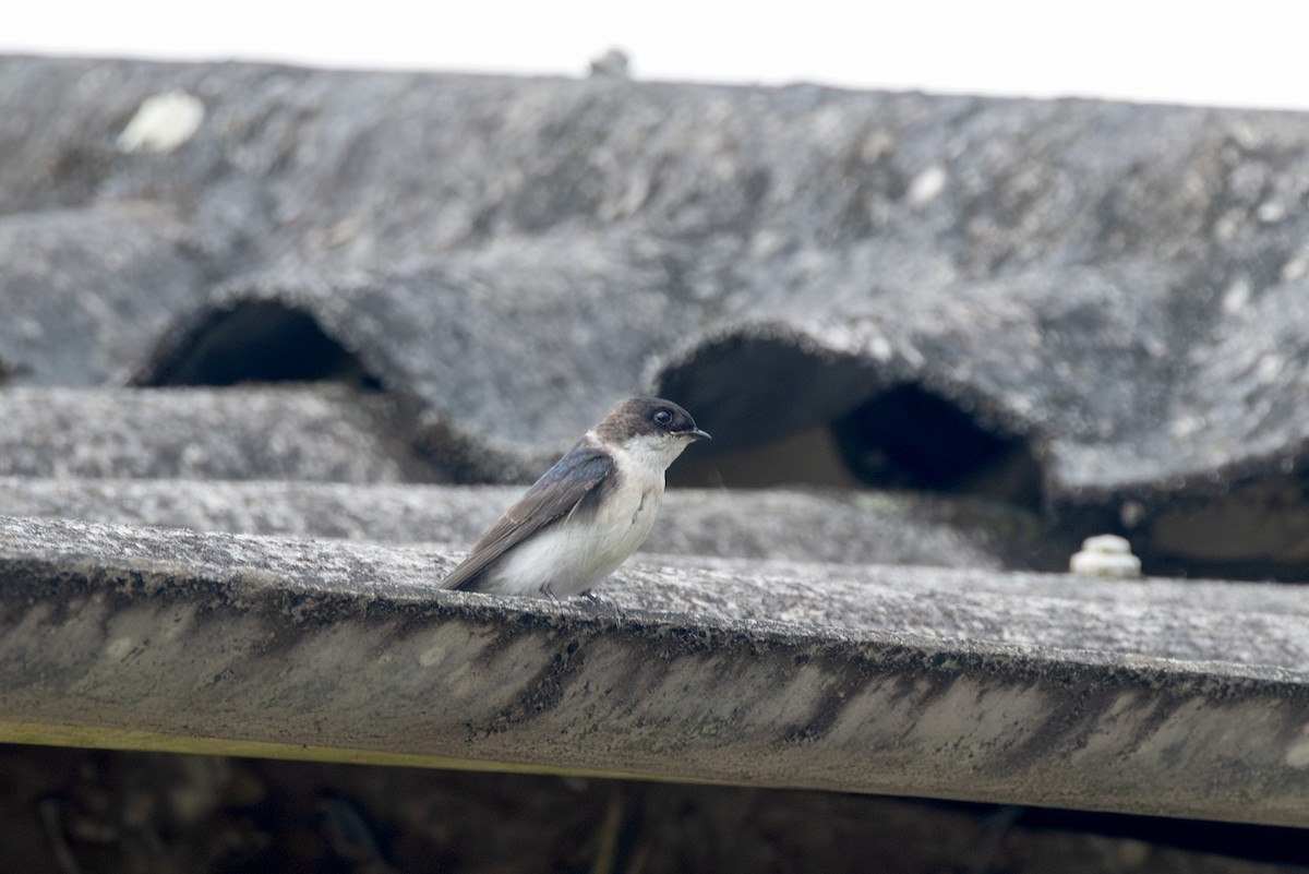 Blue-and-white Swallow - ML622590750