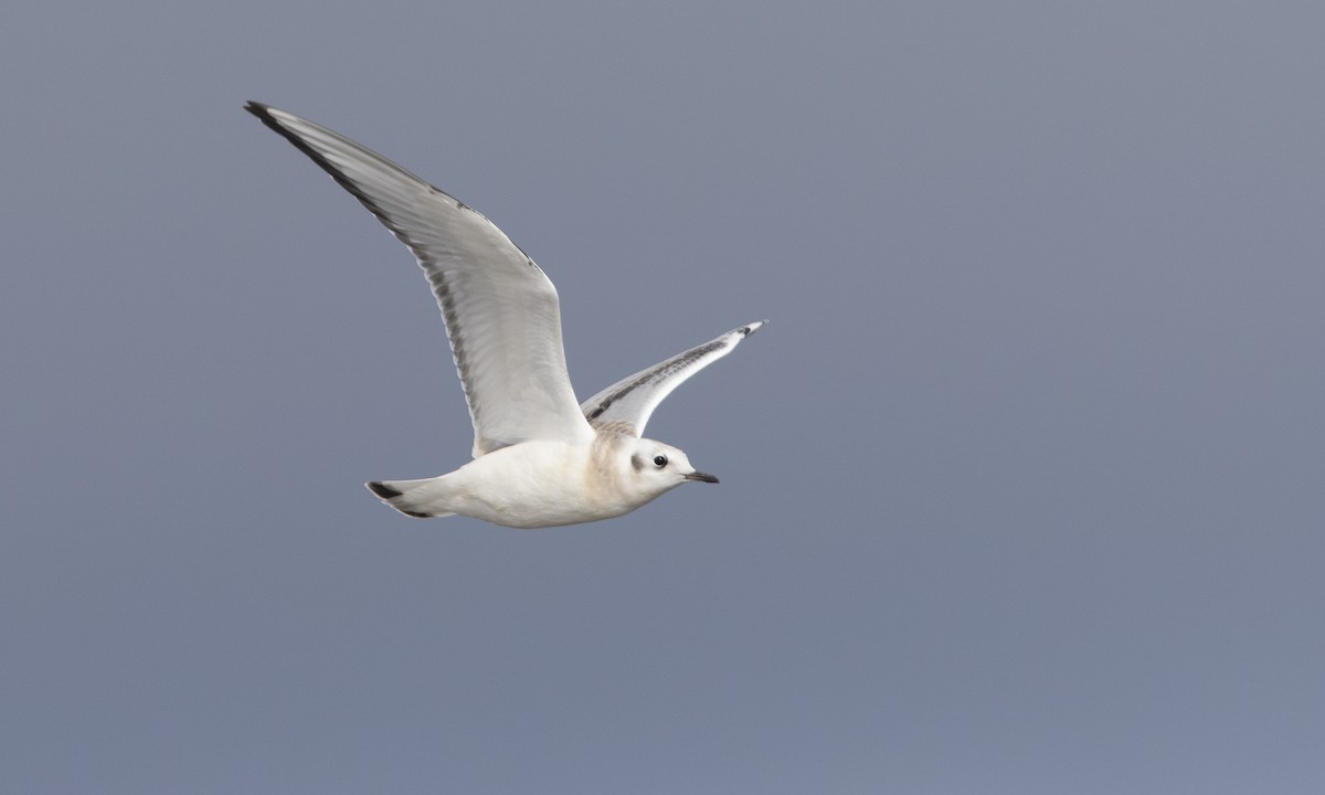 Bonaparte's Gull - ML622590794