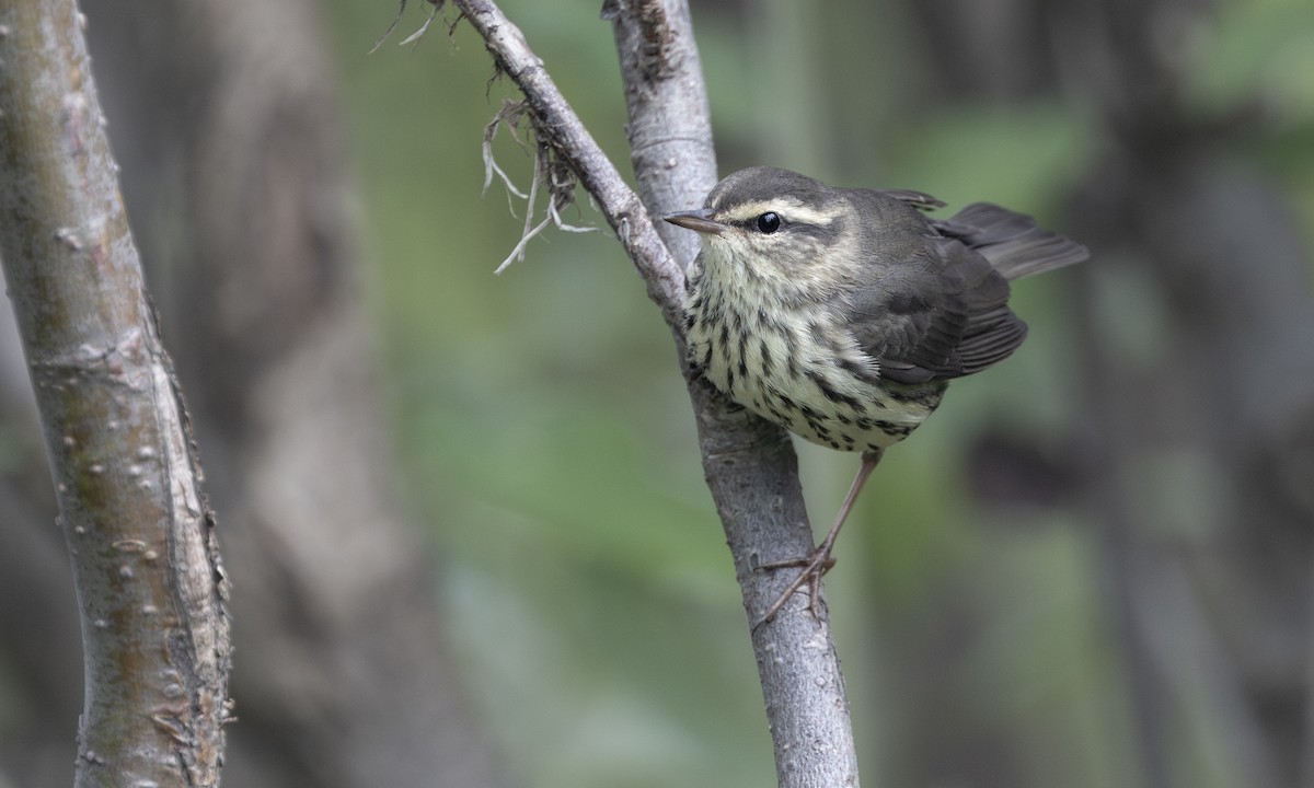 Northern Waterthrush - ML622590823