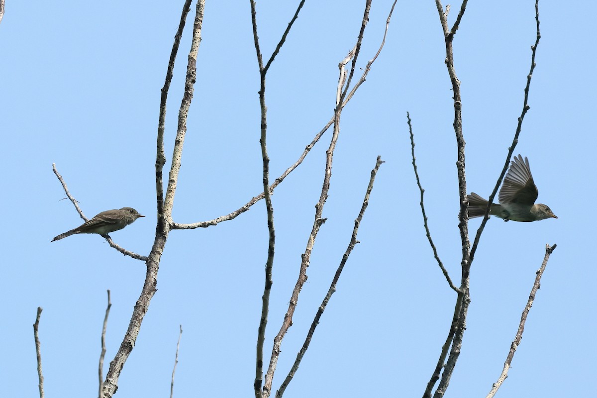 Eastern Wood-Pewee - Keith Pflieger