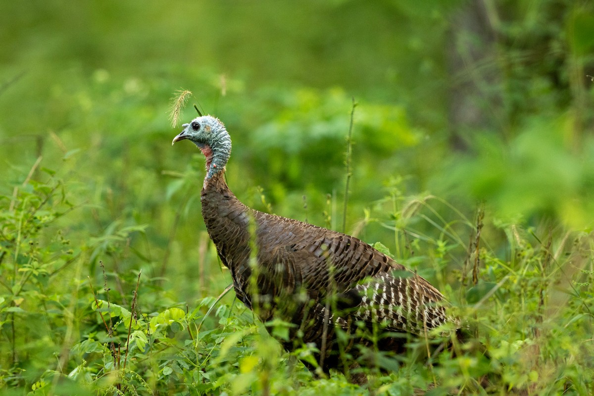 Wild Turkey - ML622590872