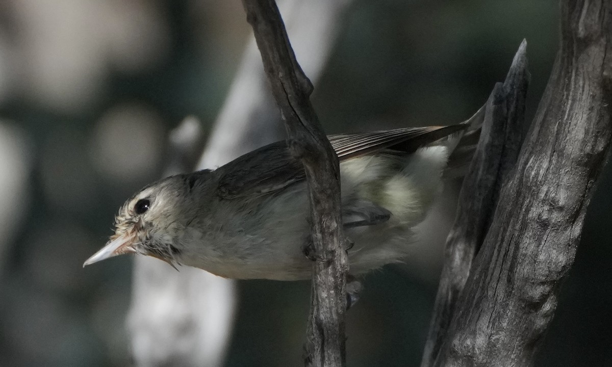 Warbling Vireo - ML622590931