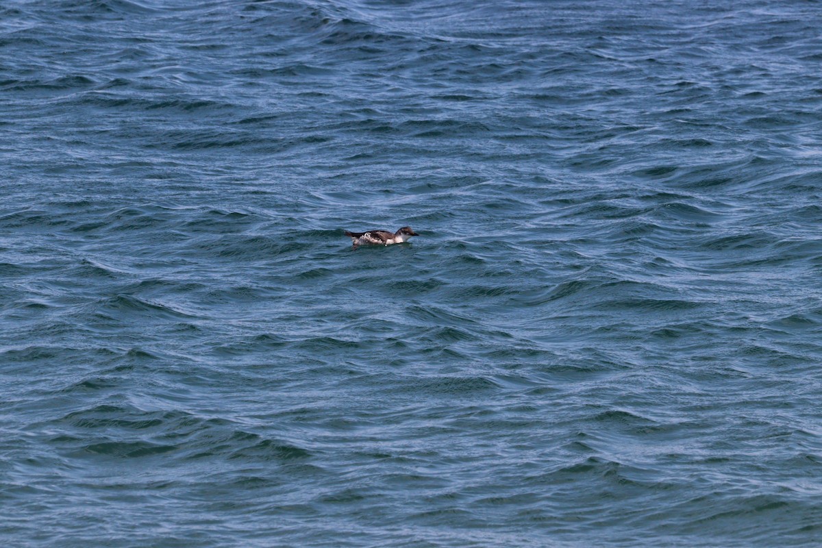 Black Guillemot - ML622591023