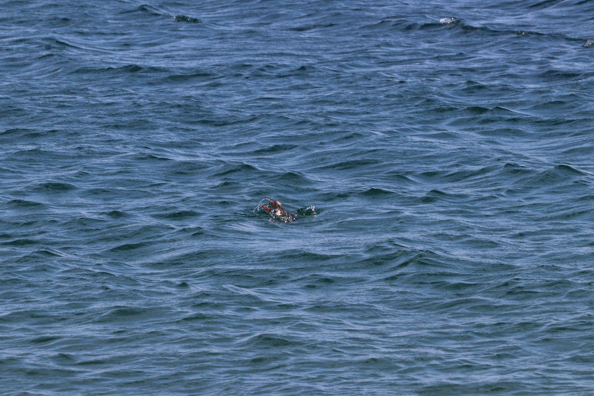 Black Guillemot - ML622591040