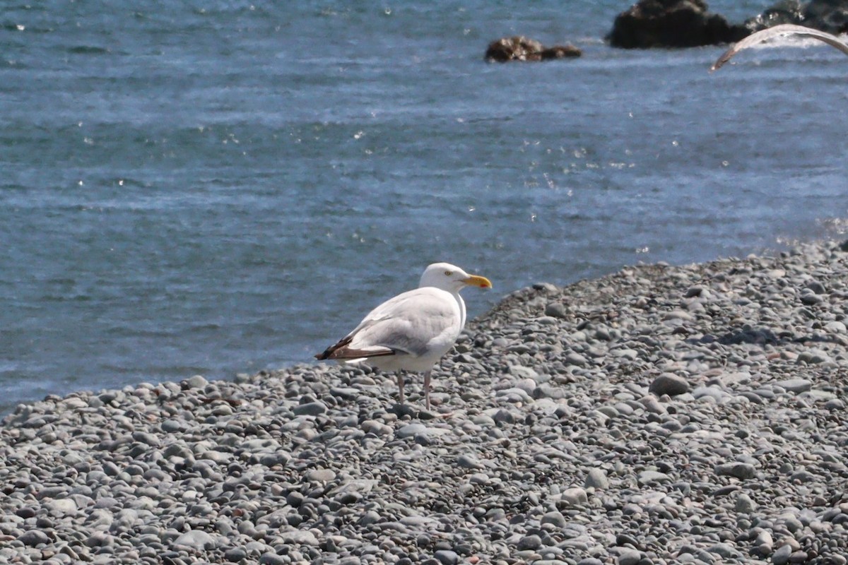 Gaviota Argéntea (americana) - ML622591051