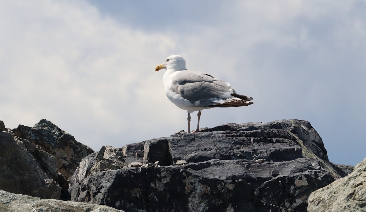 Gaviota Argéntea (americana) - ML622591052