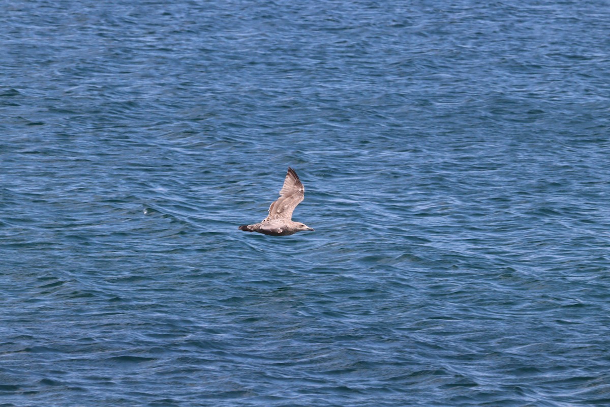 Gaviota Argéntea (americana) - ML622591053