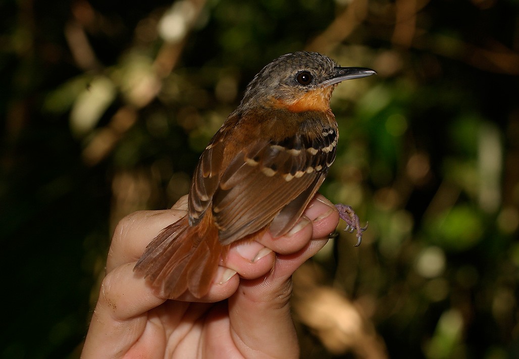 Chestnut-tailed Antbird - ML622591057