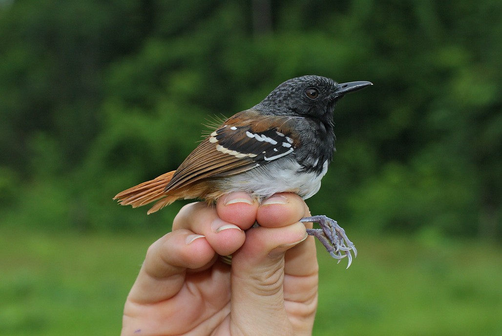 Chestnut-tailed Antbird - ML622591095