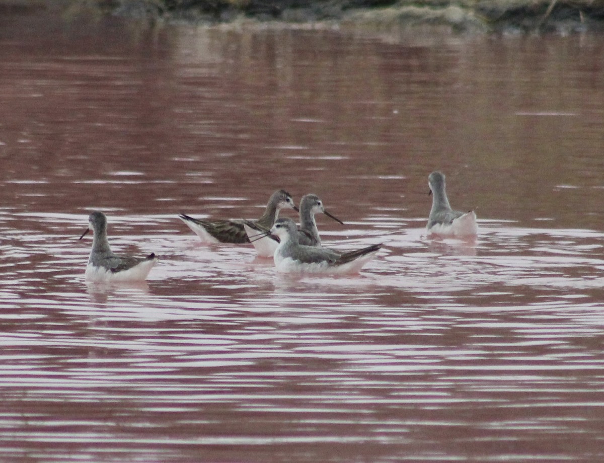 Wilson's Phalarope - ML622591119