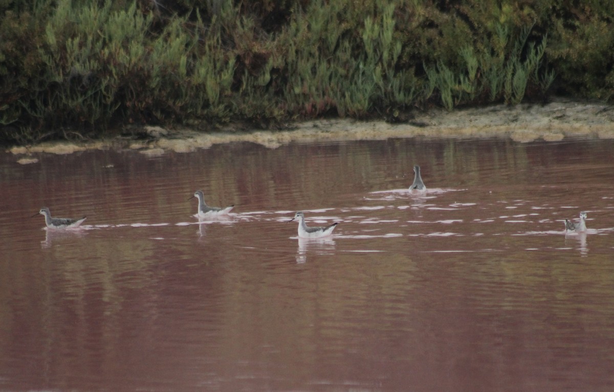 Wilson's Phalarope - ML622591122