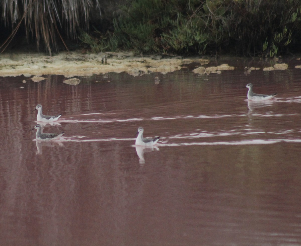 Wilson's Phalarope - ML622591123