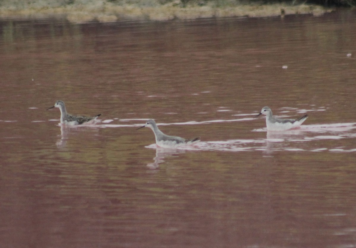 Wilson's Phalarope - ML622591129