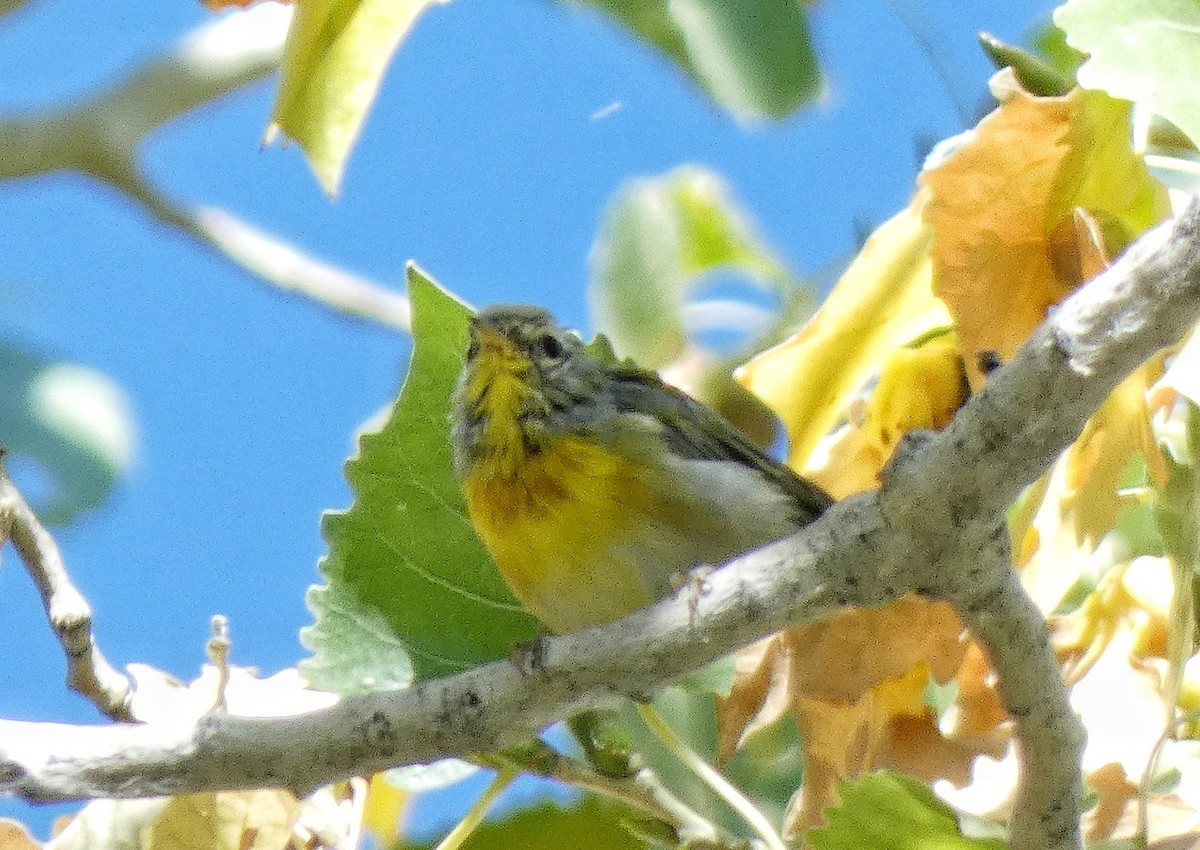 eBird Checklist - 15 Aug 2024 - Carson River Diversion Dam - 25 species ...