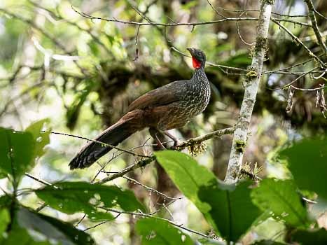 Cauca Guan - ML622591215