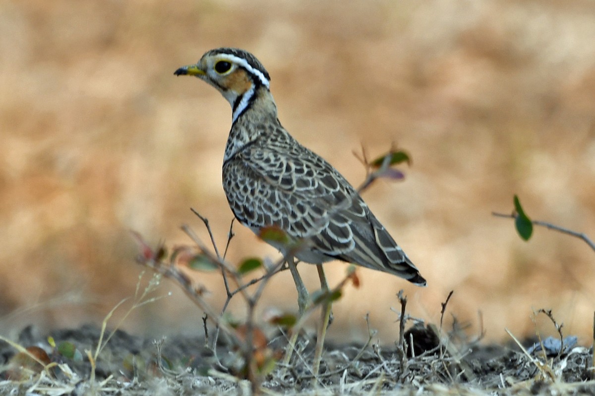 Three-banded Courser - ML622591246